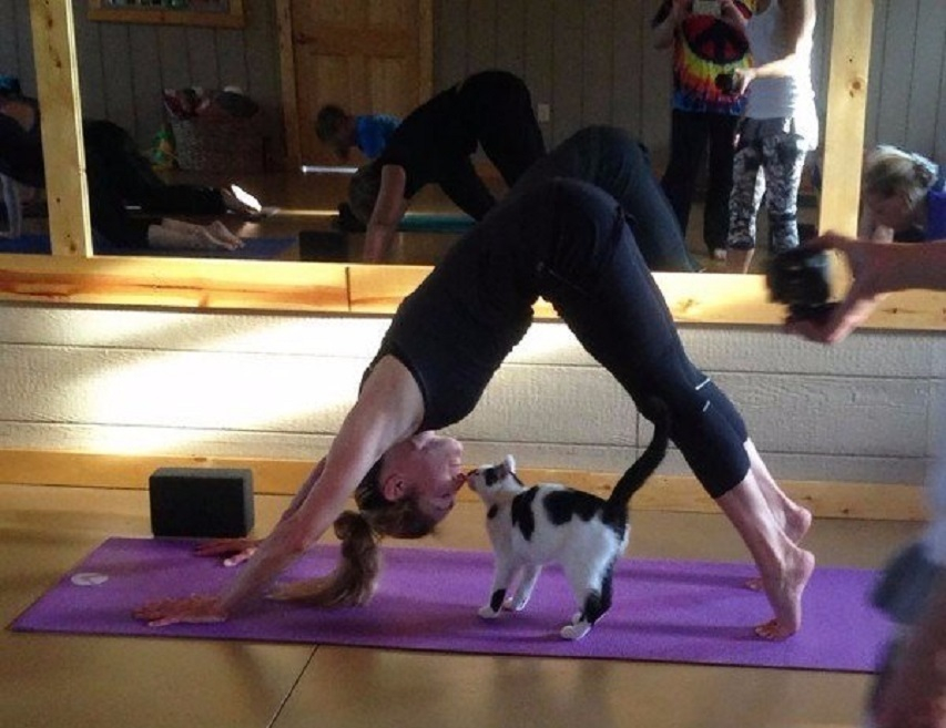 В Краснодаре появилась йога с кошками