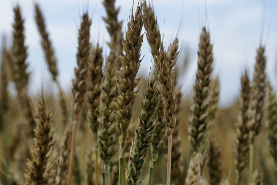 Депутаты Кубани хотят пересмотреть критерии оценки страховых рисков при потере урожая