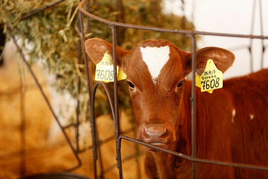 Животноводы Кубани показали значительный рост производства молочной и мясной продукции