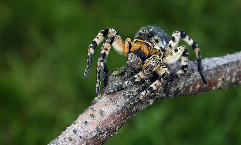 Паук мизгирь: степной земляной тарантул — Без Тараканов
