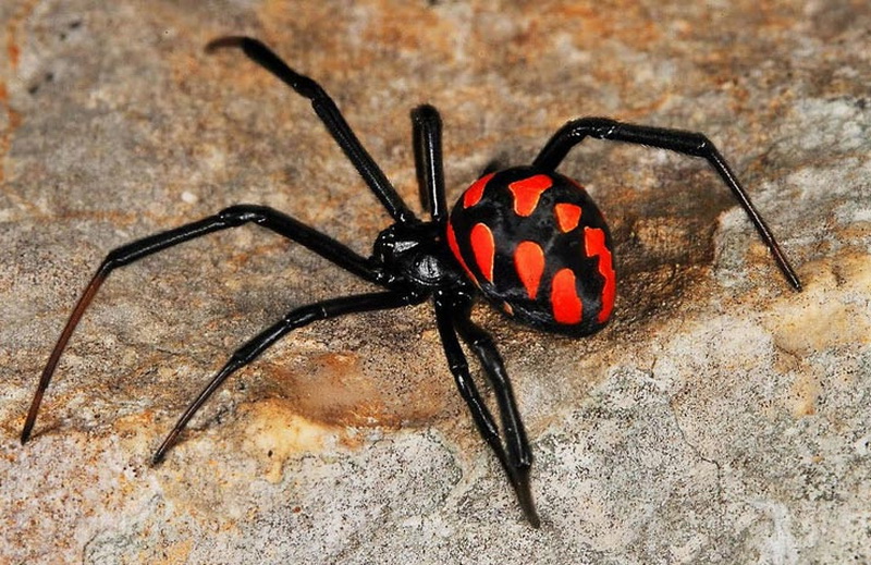 Топ 10 самые ядовитые пауки в мире