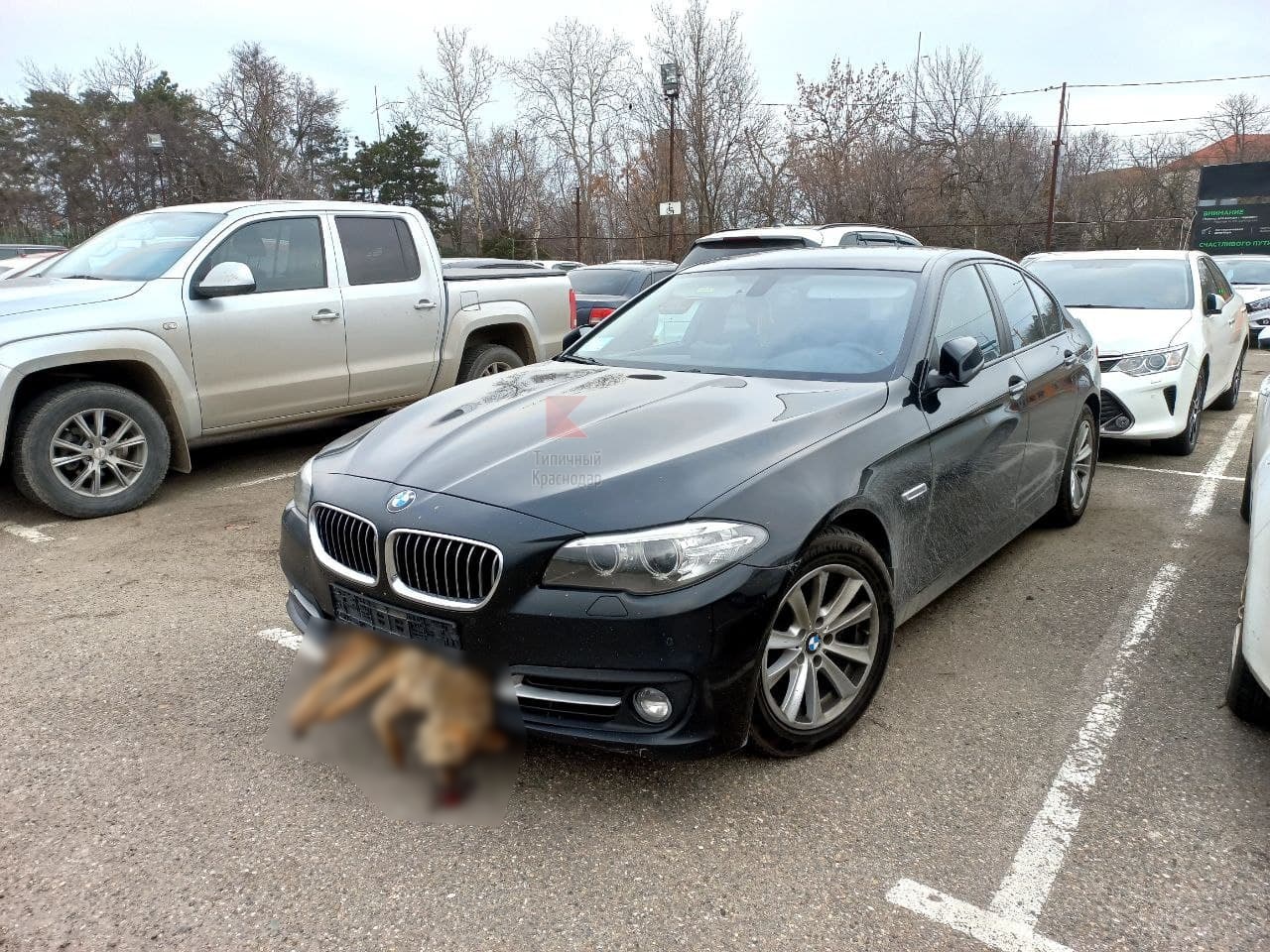 Водитель в Краснодаре катается на BMW с застрявшей в бампере мертвой лисой