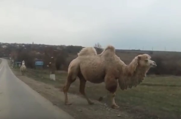 Верблюд рвет пизду баба