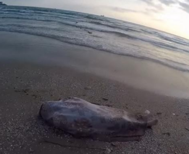 Мертвая женщина обнаружена на пляже в Ашкелоне
