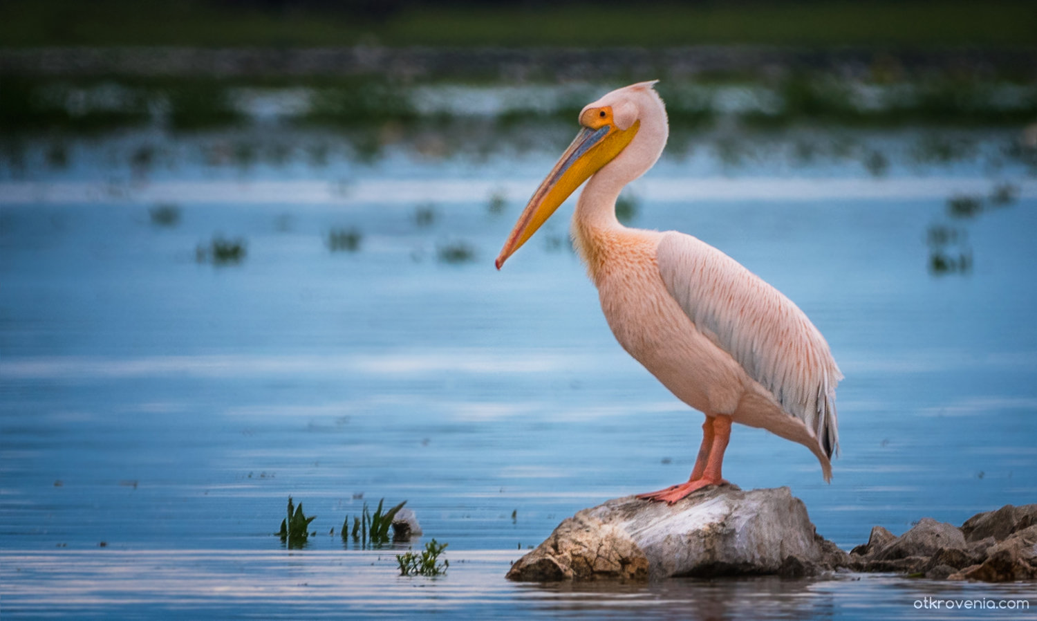 Где на Кубани гнездится розовый пеликан по прозвищу «баба-бабура»