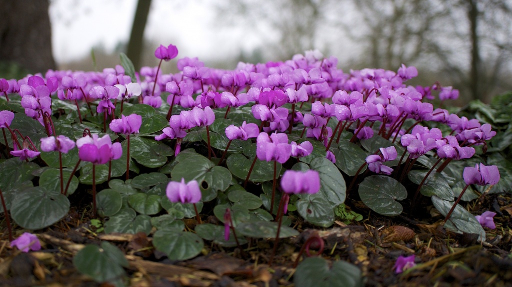 Cyclamen_(8457919409).jpg