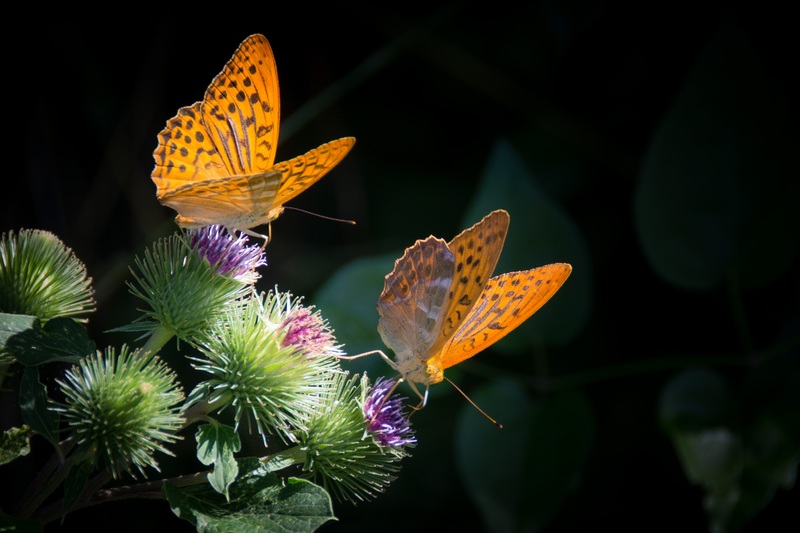 nature-photography-leaf-flower-petal-orange-867720-pxhere.com.jpg