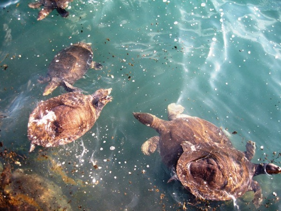 черепаха нильского 2.jpg