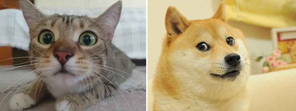cat_dog.jpg